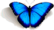 Mariposa Angarana
